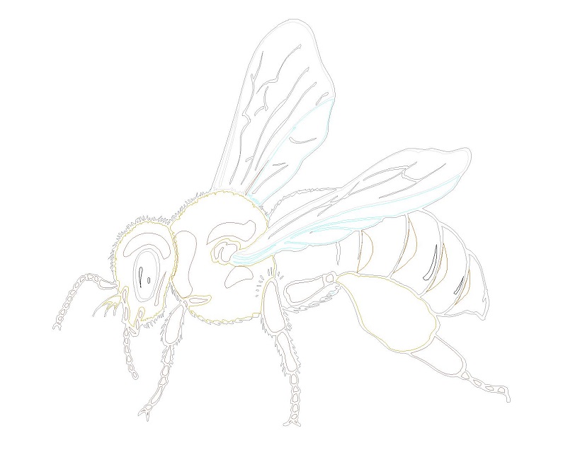蜜蜂cad图纸下载-昆虫动物平面图块
