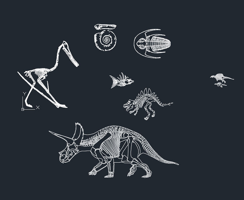 翼龙 三角龙 三叶虫 鹦鹉螺化石平面图纸 cad恐龙骨骼画法